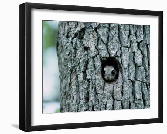 Flying Squirrel-null-Framed Photographic Print