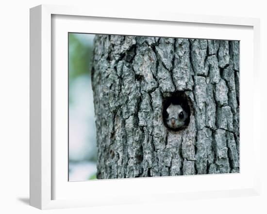 Flying Squirrel-null-Framed Photographic Print