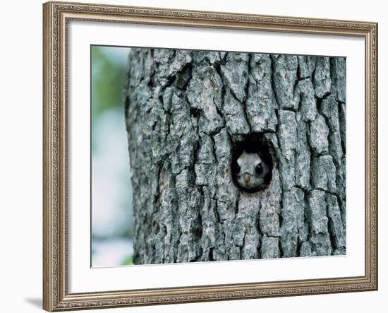 Flying Squirrel-null-Framed Photographic Print