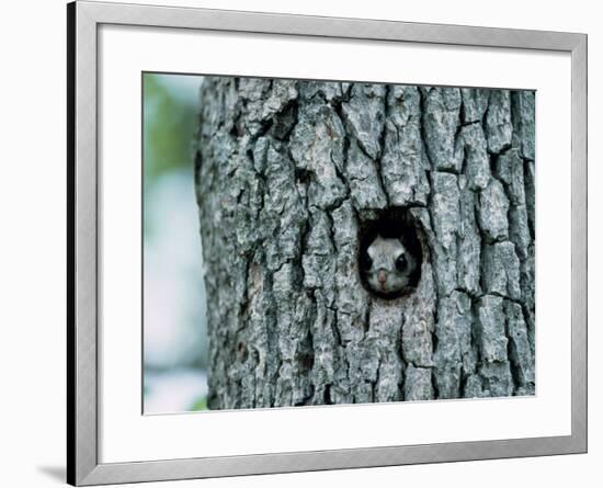 Flying Squirrel-null-Framed Photographic Print
