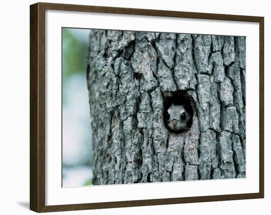 Flying Squirrel-null-Framed Photographic Print