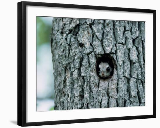 Flying Squirrel-null-Framed Photographic Print