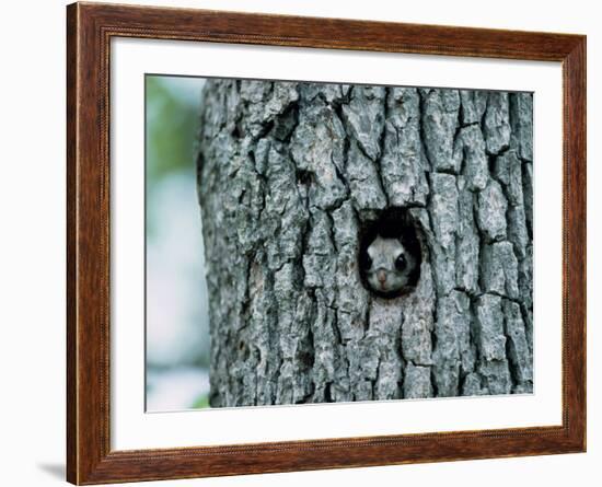 Flying Squirrel-null-Framed Photographic Print