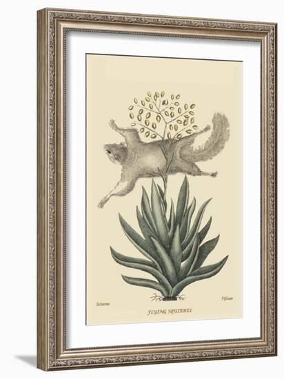 Flying Squirrel-Mark Catesby-Framed Art Print