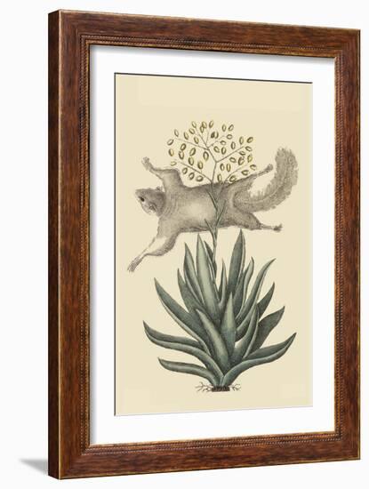 Flying Squirrel-Mark Catesby-Framed Art Print