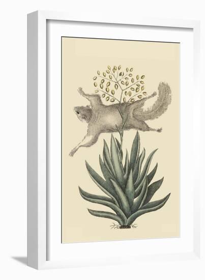 Flying Squirrel-Mark Catesby-Framed Art Print