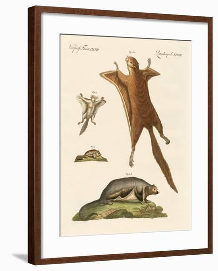 Flying Squirrels-null-Framed Giclee Print