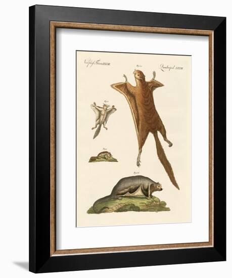 Flying Squirrels-null-Framed Giclee Print