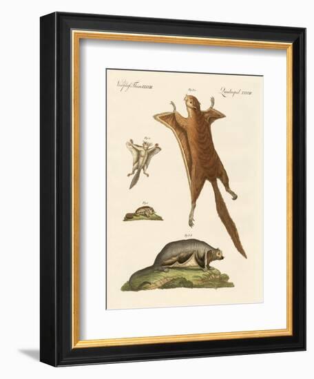 Flying Squirrels-null-Framed Giclee Print