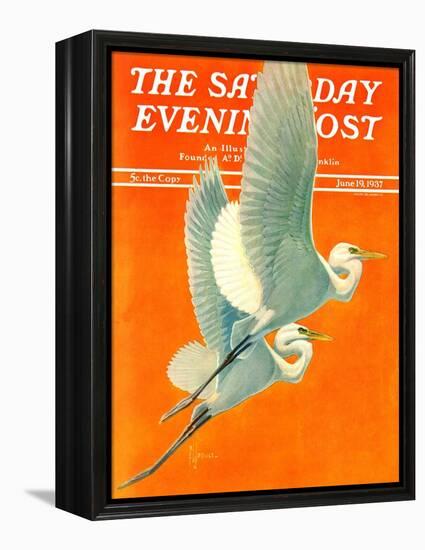 "Flying Storks," Saturday Evening Post Cover, June 19, 1937-Francis Lee Jaques-Framed Premier Image Canvas