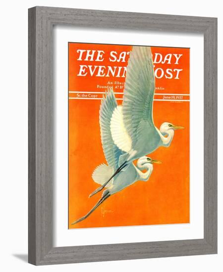 "Flying Storks," Saturday Evening Post Cover, June 19, 1937-Francis Lee Jaques-Framed Giclee Print