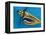 Flying Tiger, 1981-Eileen Agar-Framed Premier Image Canvas