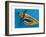 Flying Tiger, 1981-Eileen Agar-Framed Giclee Print