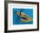 Flying Tiger, 1981-Eileen Agar-Framed Giclee Print