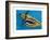 Flying Tiger, 1981-Eileen Agar-Framed Giclee Print