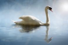 Swan in the Morning Sunlight with Reflections on Calm Water in a Lake-Flynt-Framed Photographic Print