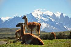 Llama in Landscape-fmingo-Framed Photographic Print