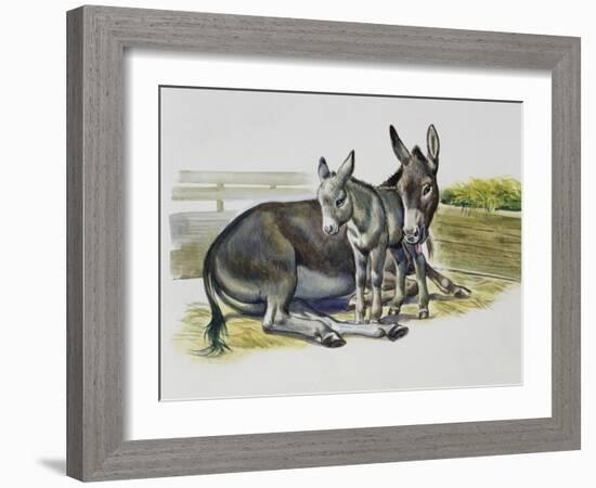 Foal and Jenny of African Wild Ass or African Wild Donkey (Equus Africanus), Equidae-null-Framed Giclee Print