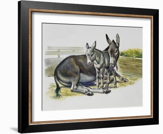 Foal and Jenny of African Wild Ass or African Wild Donkey (Equus Africanus), Equidae-null-Framed Giclee Print