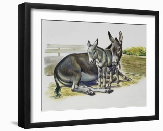 Foal and Jenny of African Wild Ass or African Wild Donkey (Equus Africanus), Equidae-null-Framed Giclee Print