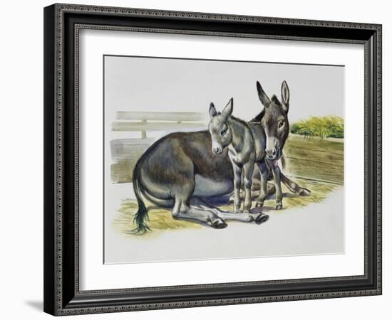 Foal and Jenny of African Wild Ass or African Wild Donkey (Equus Africanus), Equidae-null-Framed Giclee Print