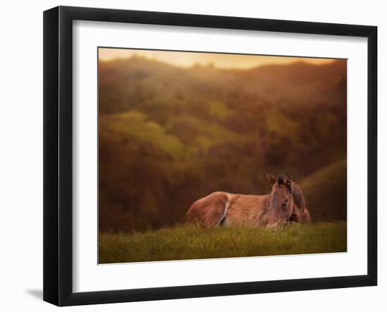 Foal in the Field I-Ozana Sturgeon-Framed Photographic Print