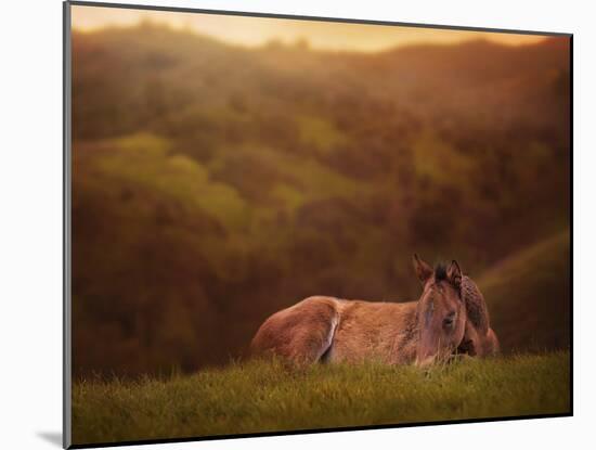 Foal in the Field I-Ozana Sturgeon-Mounted Photographic Print