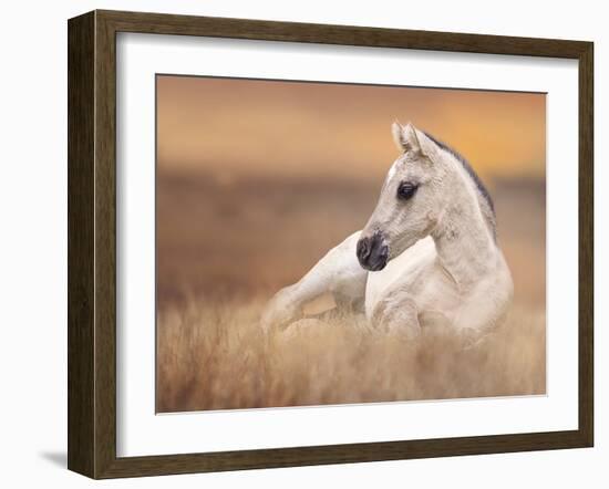 Foal in the Field II-Ozana Sturgeon-Framed Photographic Print