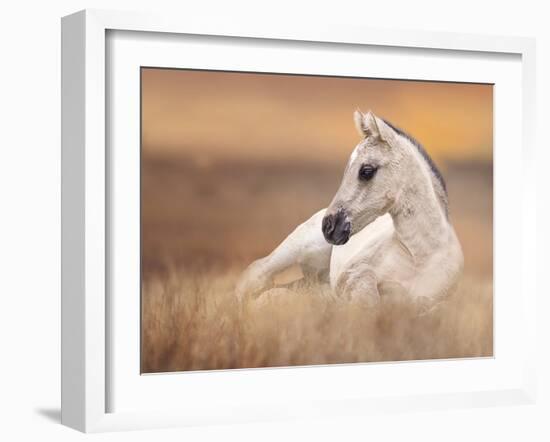 Foal in the Field II-Ozana Sturgeon-Framed Photographic Print