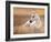 Foal in the Field II-Ozana Sturgeon-Framed Photographic Print