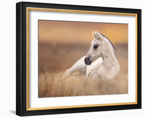 Foal in the Field II-Ozana Sturgeon-Framed Photographic Print