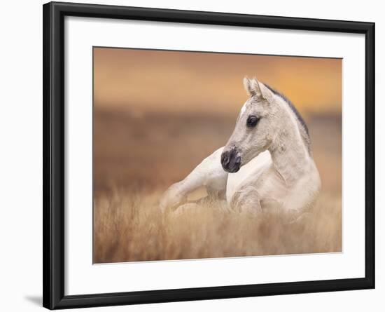 Foal in the Field II-Ozana Sturgeon-Framed Photographic Print