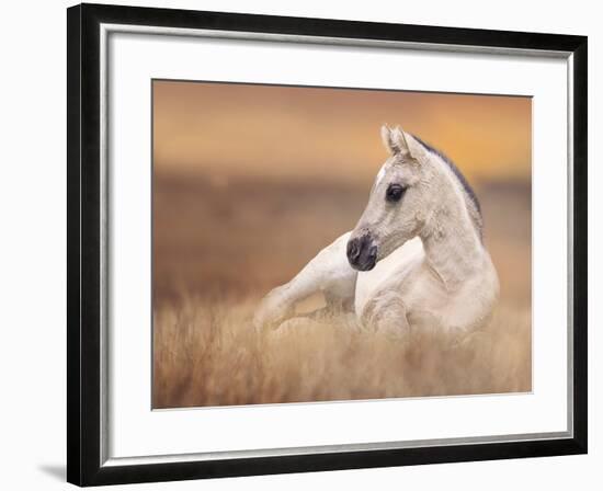 Foal in the Field II-Ozana Sturgeon-Framed Photographic Print