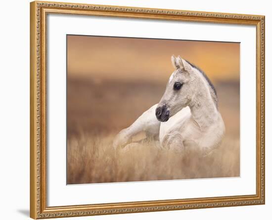 Foal in the Field II-Ozana Sturgeon-Framed Photographic Print