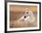 Foal in the Field II-Ozana Sturgeon-Framed Photographic Print