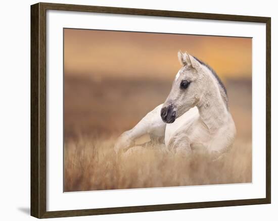 Foal in the Field II-Ozana Sturgeon-Framed Photographic Print