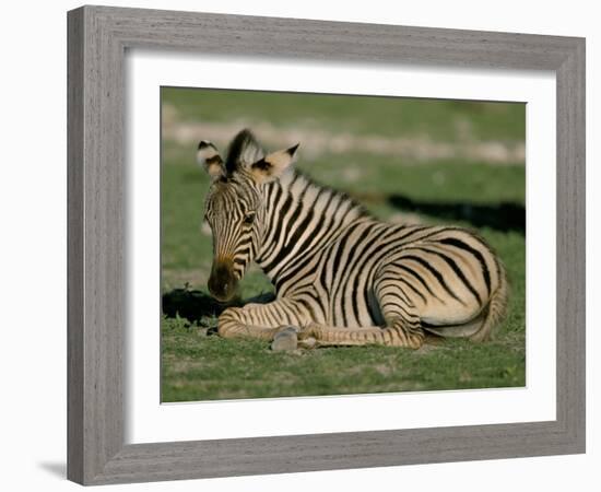 Foal of Burchell's (Plains) Zebra (Equus Burchelli), Etosha National Park, Namibia, Africa-Steve & Ann Toon-Framed Photographic Print