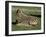 Foal of Burchell's (Plains) Zebra (Equus Burchelli), Etosha National Park, Namibia, Africa-Steve & Ann Toon-Framed Photographic Print