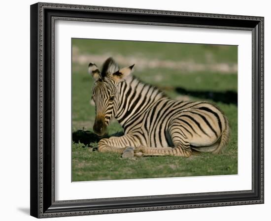 Foal of Burchell's (Plains) Zebra (Equus Burchelli), Etosha National Park, Namibia, Africa-Steve & Ann Toon-Framed Photographic Print