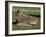 Foal of Burchell's (Plains) Zebra (Equus Burchelli), Etosha National Park, Namibia, Africa-Steve & Ann Toon-Framed Photographic Print