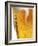 Foam Pouring over Edge of Glass of Light Beer-Brenda Spaude-Framed Photographic Print