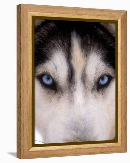 Focus - Husky Eyes-AdventureArt-Framed Premier Image Canvas