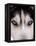 Focus - Husky Eyes-AdventureArt-Framed Premier Image Canvas