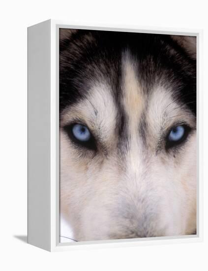 Focus - Husky Eyes-AdventureArt-Framed Premier Image Canvas