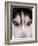 Focus - Husky Eyes-AdventureArt-Framed Photographic Print