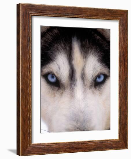 Focus - Husky Eyes-AdventureArt-Framed Photographic Print