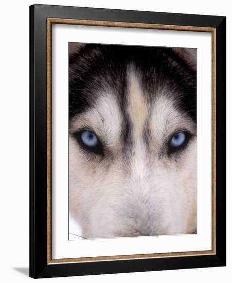 Focus - Husky Eyes-AdventureArt-Framed Photographic Print