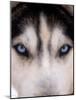 Focus - Husky Eyes-AdventureArt-Mounted Photographic Print