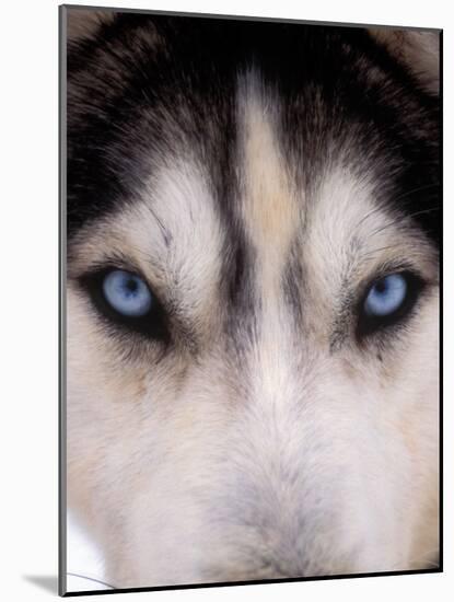 Focus - Husky Eyes-AdventureArt-Mounted Photographic Print