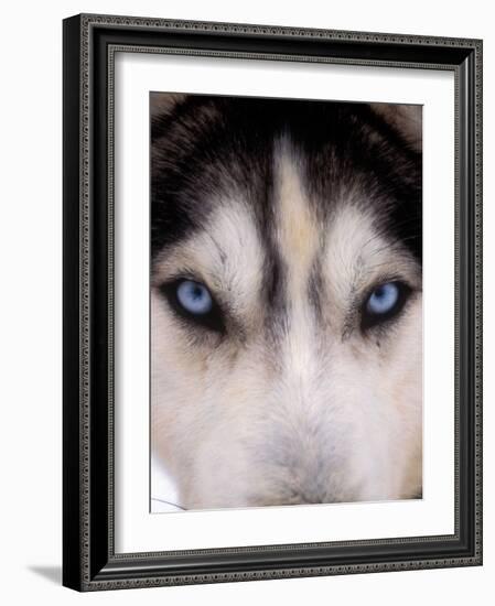 Focus - Husky Eyes-AdventureArt-Framed Photographic Print